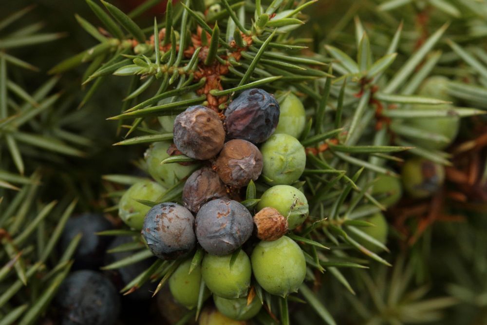 Larval feeding signs of the micro moth Pammene juniperana, with green Juniper berries discoloured pale blue.