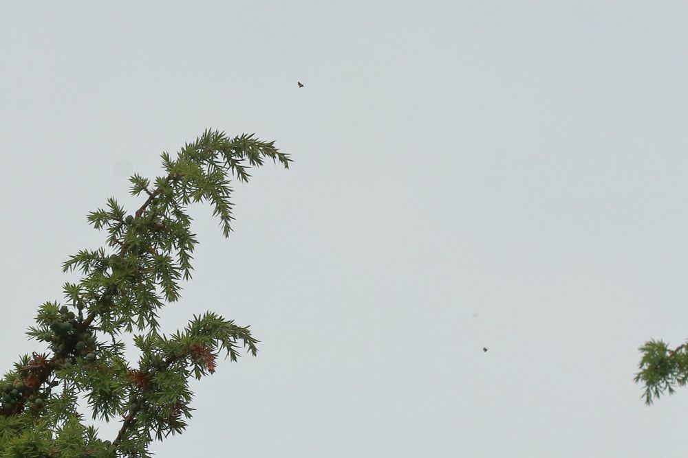 Two adults of Pammene juniperana flying around the top of a Juniper bush in late June.