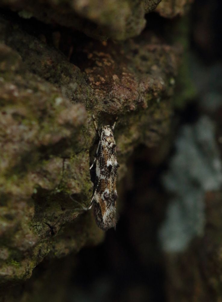 The micro moth Dystebenna stephensi on an oak trunk