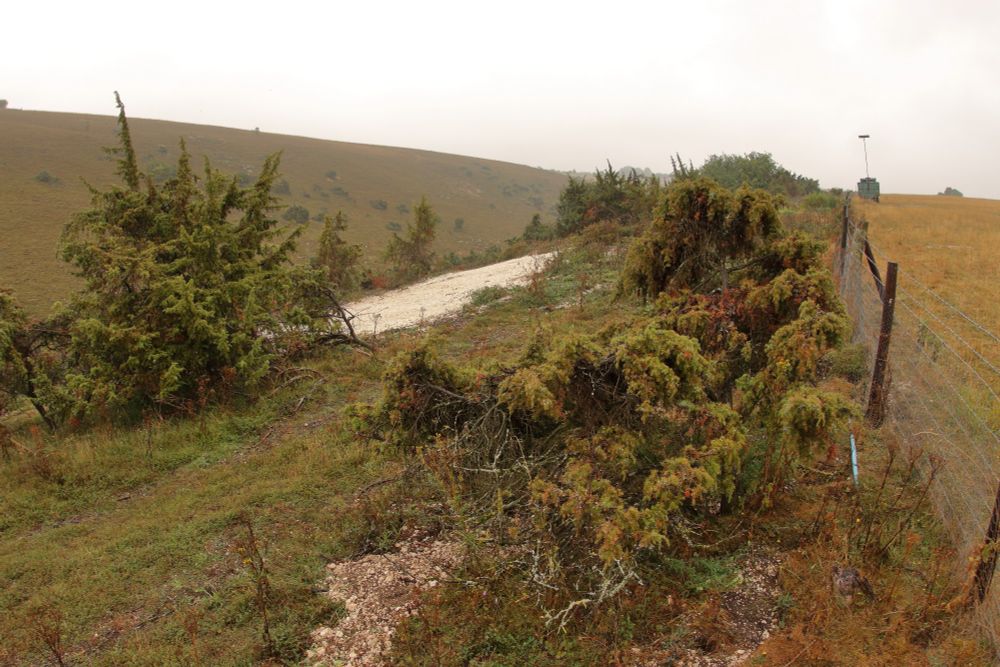 Habitat of the micro moth Pammene juniperana with wild Juniper growing on chalk downland.