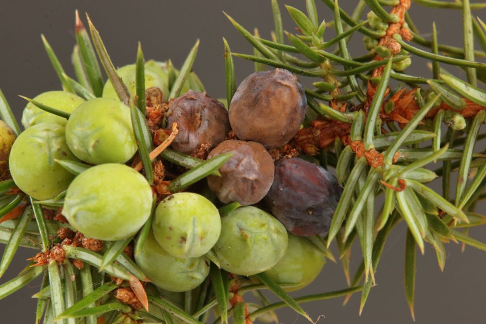 Larval feeding signs of the micro moth Pammene juniperana with Juniper berries discoloured pale blue and orange frass exuded from their base.