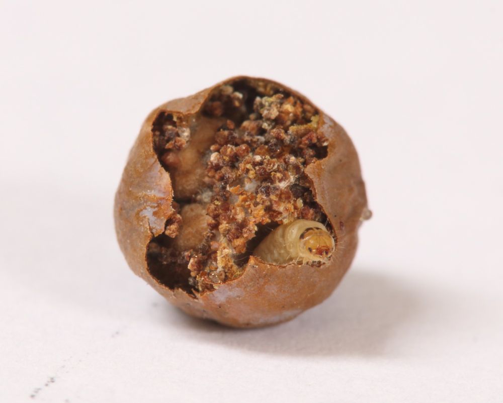 A larva of the micro moth Pammene juniperana exposed inside a Juniper berry.