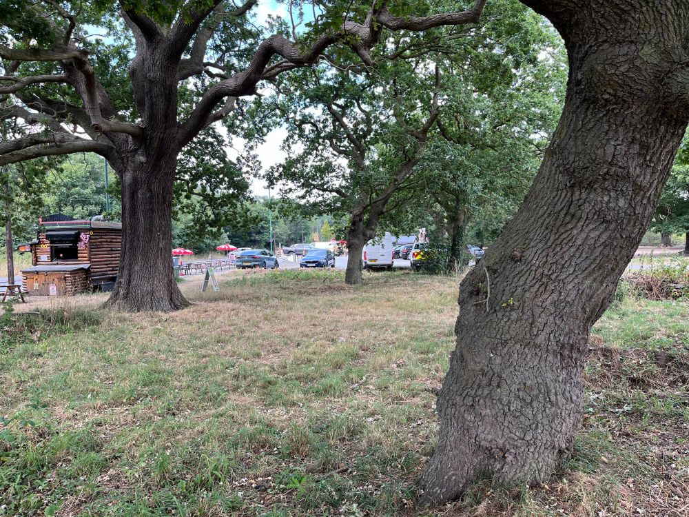 Habitat of Dystebenna stephensi with old oaks, 10 individuals were found on the trunks of the two nearest oaks.