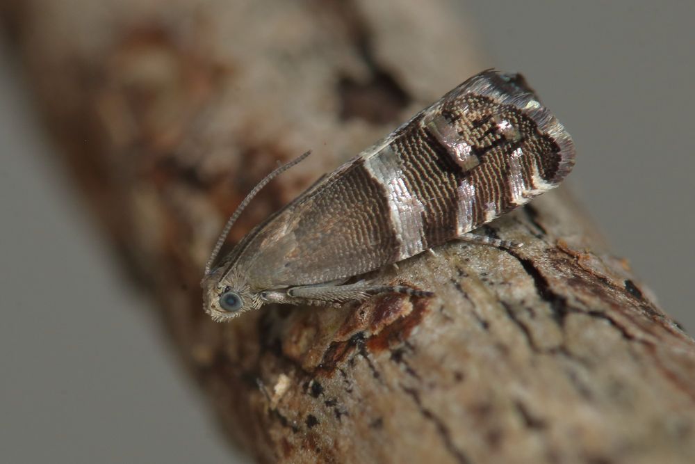 A female of the micro moth Pammene juniperana.
