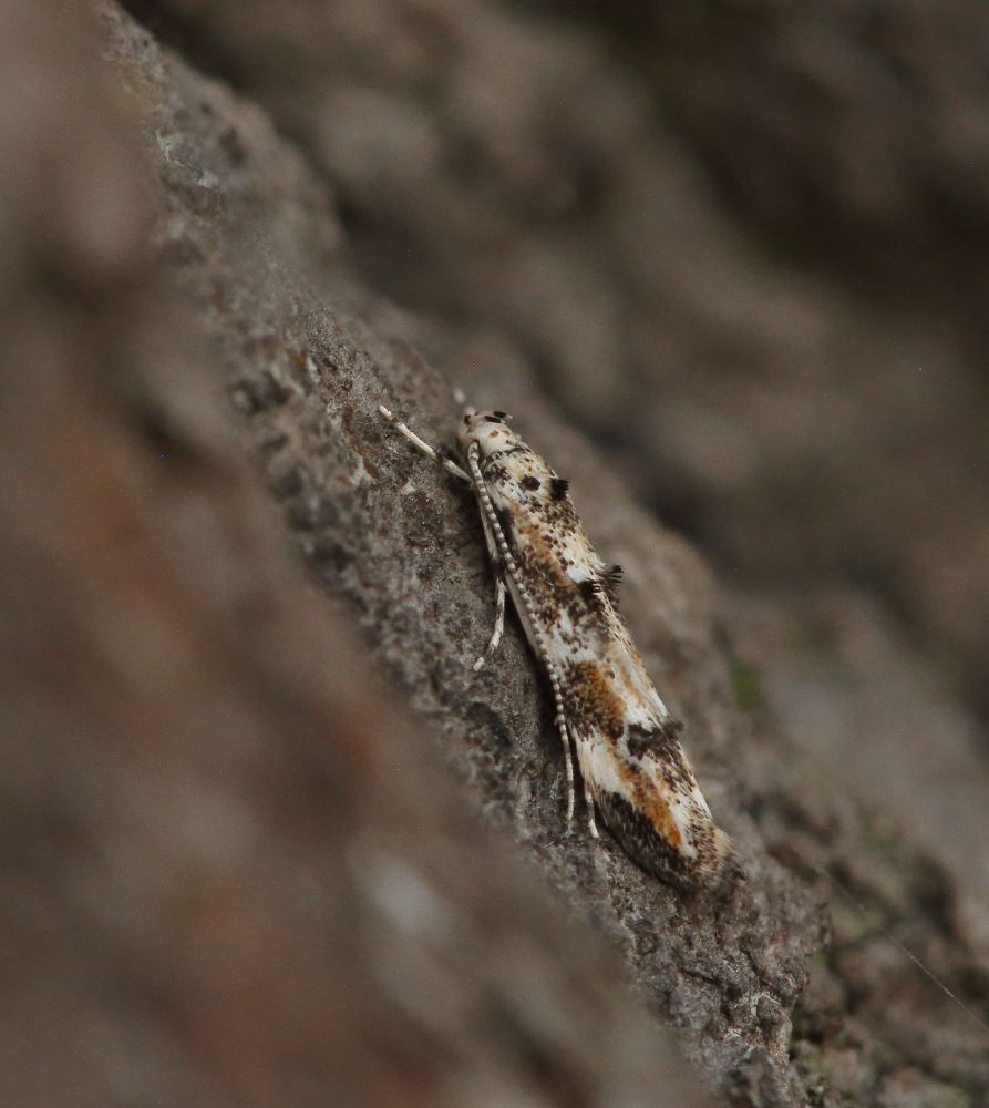 The micro moth Dystebenna stephensi on an oak trunk