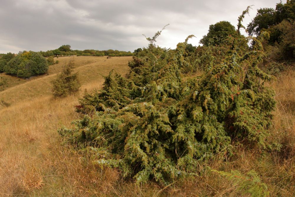 Habitat of the micro moth Pammene juniperana with wild Juniper growing on chalk downland.