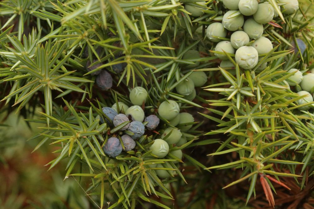 Larval feeding signs of the micro moth Pammene juniperana, with Juniper berries discoloured pale blue.