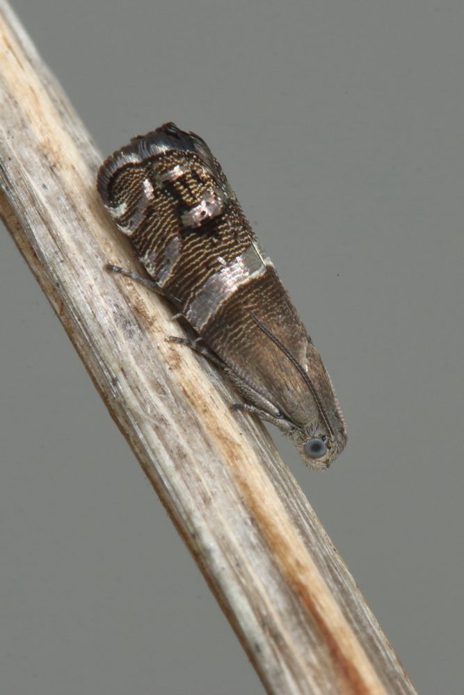 A male of the micro moth Pammene juniperana.