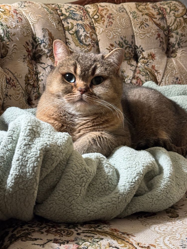 Wally, a British shorthair cat, looks at the camera while laying on a blanket on a couch