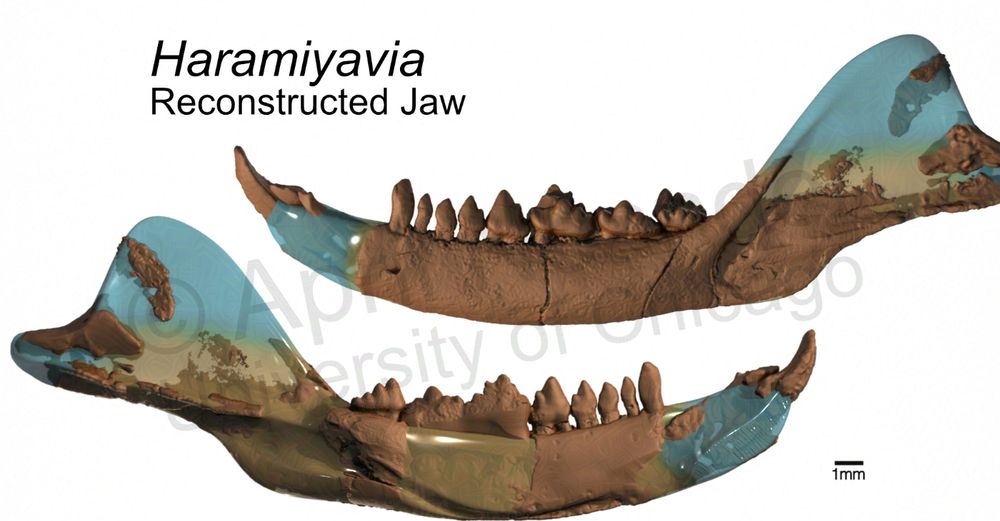 A rendering of reconstructed 3D model of Haramiyavia. The teeth and a majority of the ramus are rendered in a brown material, taken directly from CT data. Much of the coronoid and anterior-most part of the jaw are rendered in transparent blue, showing the parts that were modeled. 