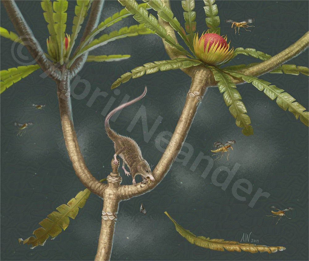 An illustration of early mammal, Microdocodon, perched at the axis, where branches meet, on an extinct Wielandiella plant, eating a scorpionfly. In view at the upper portion of the image are two red fruit structures at the center of a whirl of leaves. The light falls on the mammal and the fruiting structure in front, and transmits light through the leaves of the branch in the background which is in shadow. Other scorpionflies fly around the scene and a leaf falls.