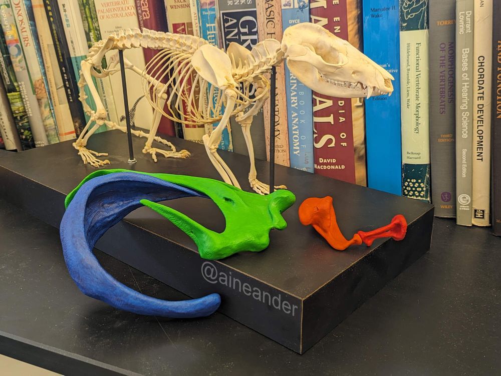 Photograph of mounted opossum skeleton with colorful 3D printed models of the middle ear bones. There is a row of anatomy and mammalogy books in the background.
