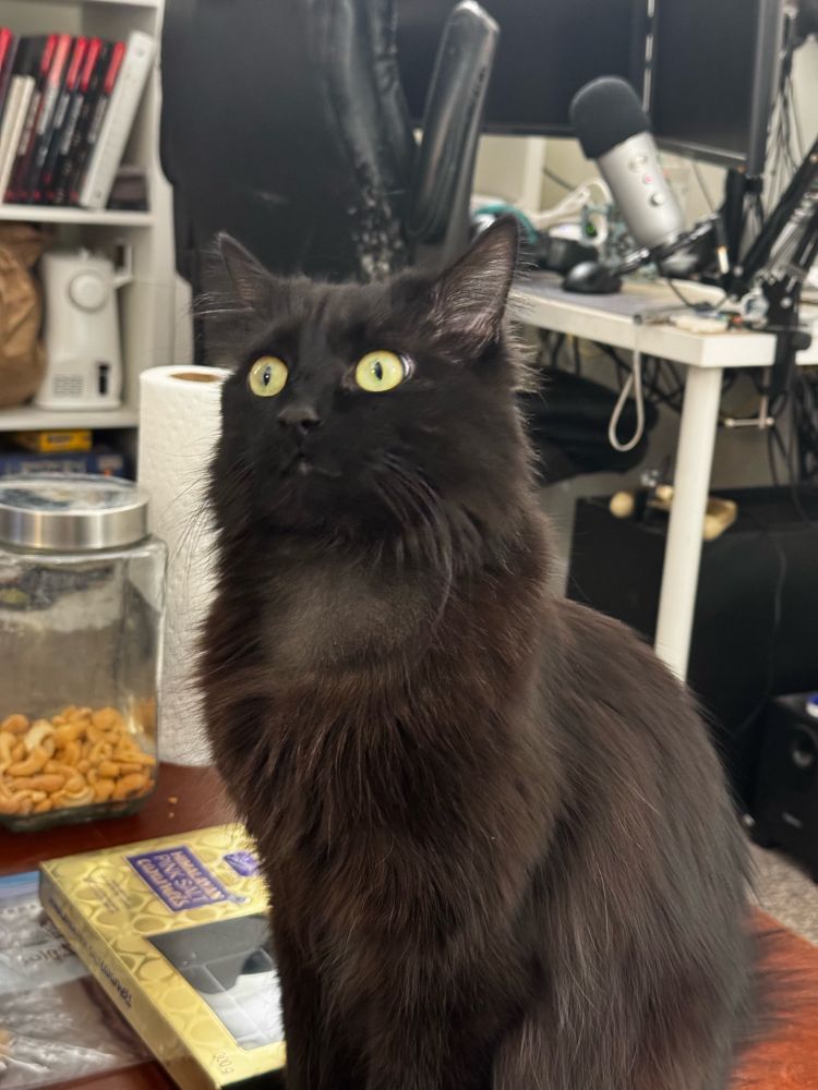 A cat looking off camera very embarrassed he got caught staring
