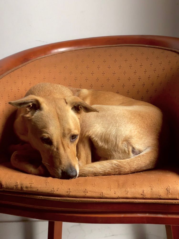 A brown dog sits curled up on a brown armchair