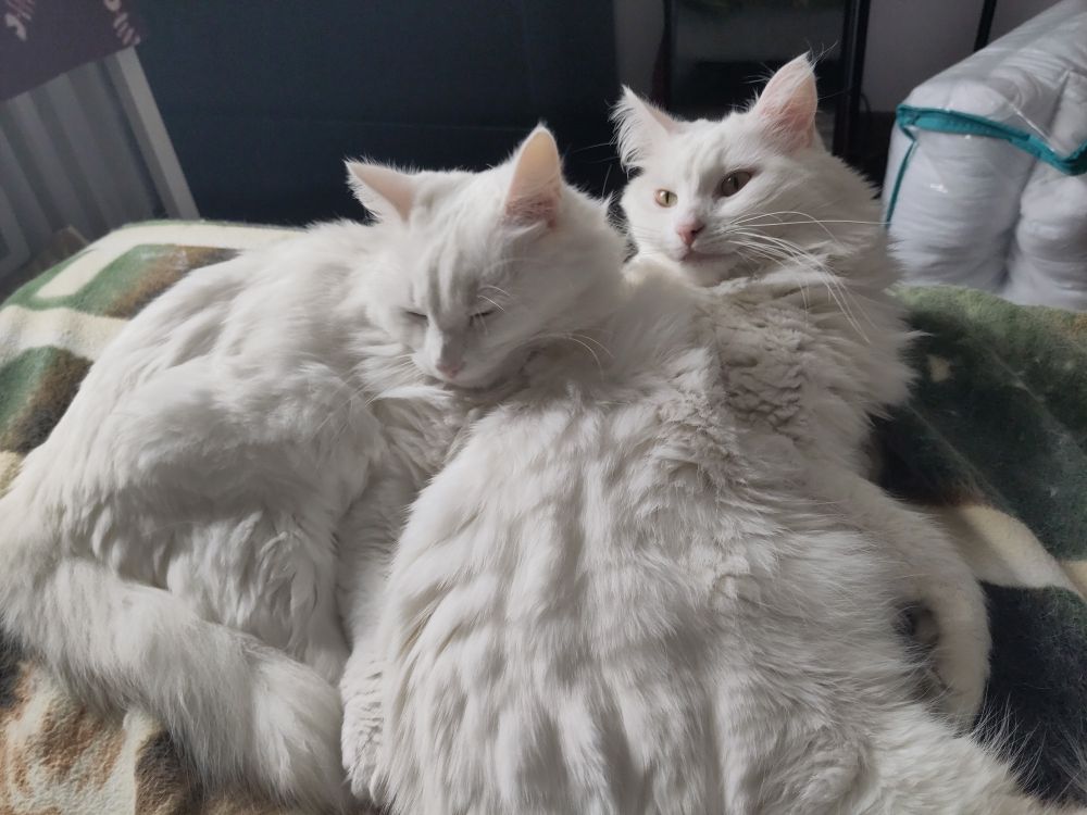 Two fluffy white cats lying together.