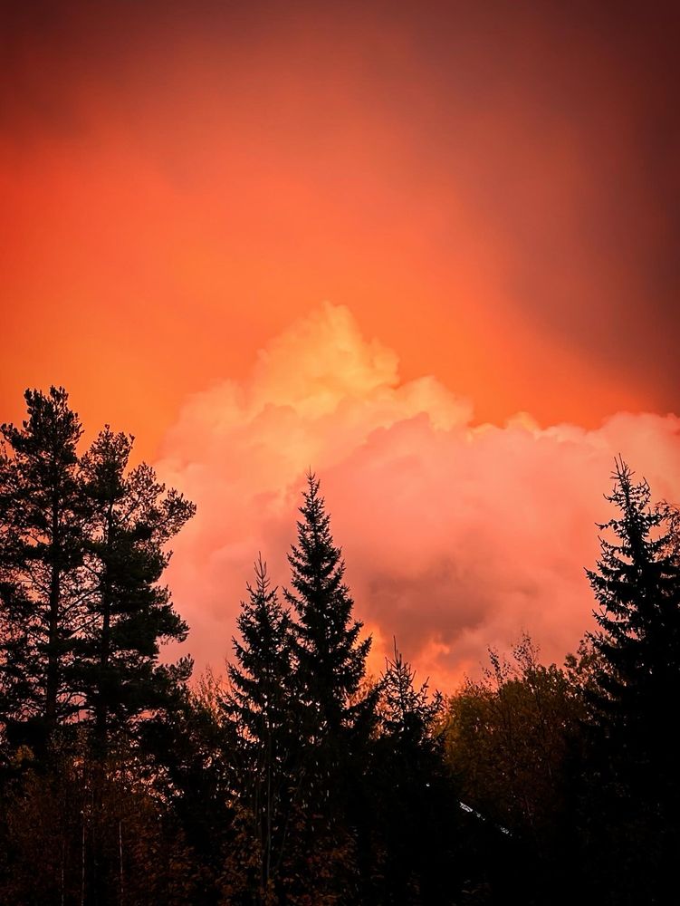 Rosa himmel med fluffiga moln och en svart siluett av träd framför 