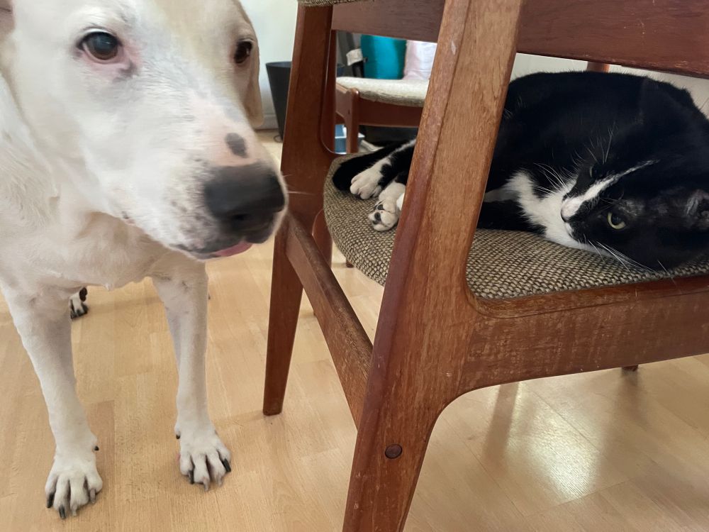 The late, great Charlie, a large white dog standing next to a chair with a tuxedo cat on it, looking goofy