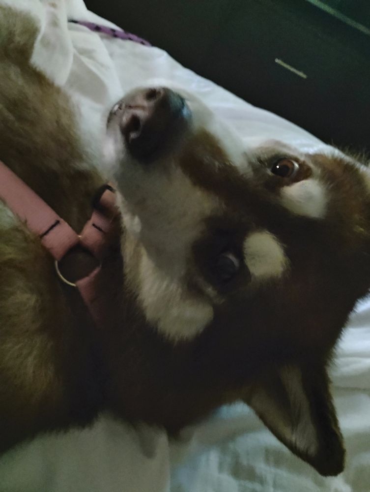 Red Siberian husky