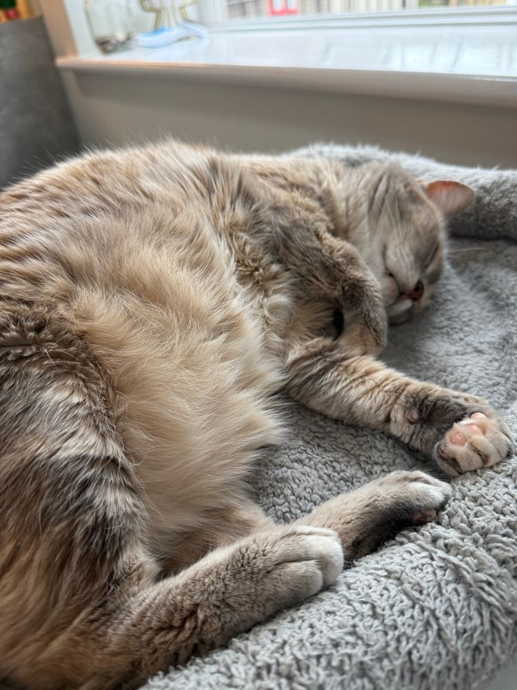 A blue and cream dilute tortie sleeping on a fluffy grey cat bed her paws are stretched out and her fluffybelly is towards the viewer. It is a trap 