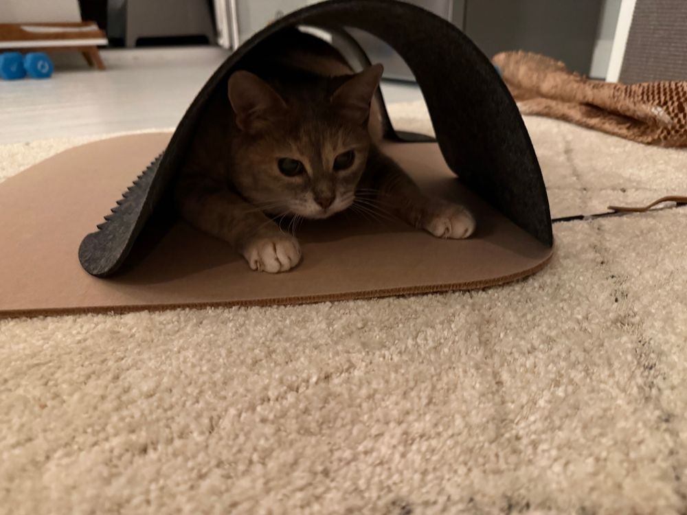 A blue and cream dilute tortie in a play tunnel. 