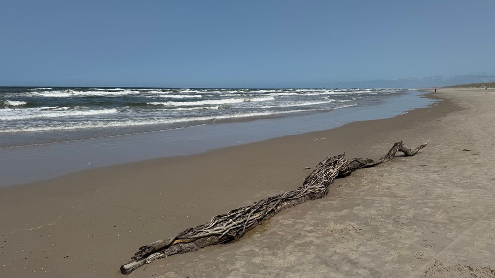 Strand und Meer und Treibholz und komplett blauer Himmel.