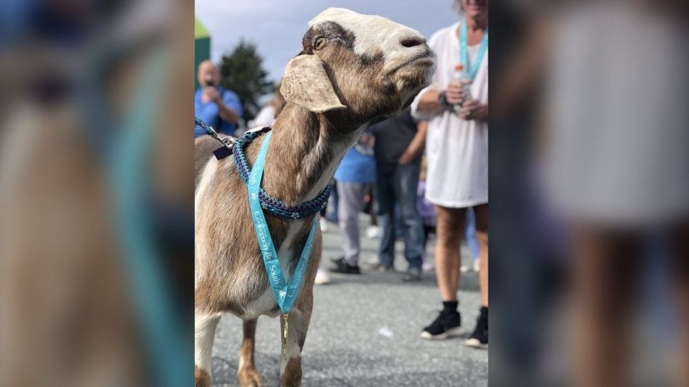 Marathon goat: Animal runner wins hearts and a medal after crashing Newfoundland race