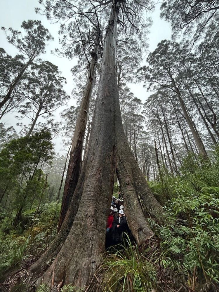 Something silent and sinister is happening in Australia’s mountain ash forests. As temperatures rise, these ecosystems are slowly, steadily losing their trees