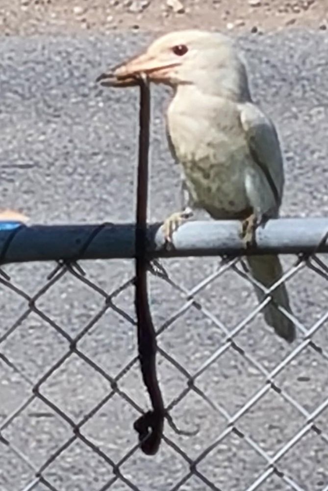 Albino kookaburra eating a snake on my front gate