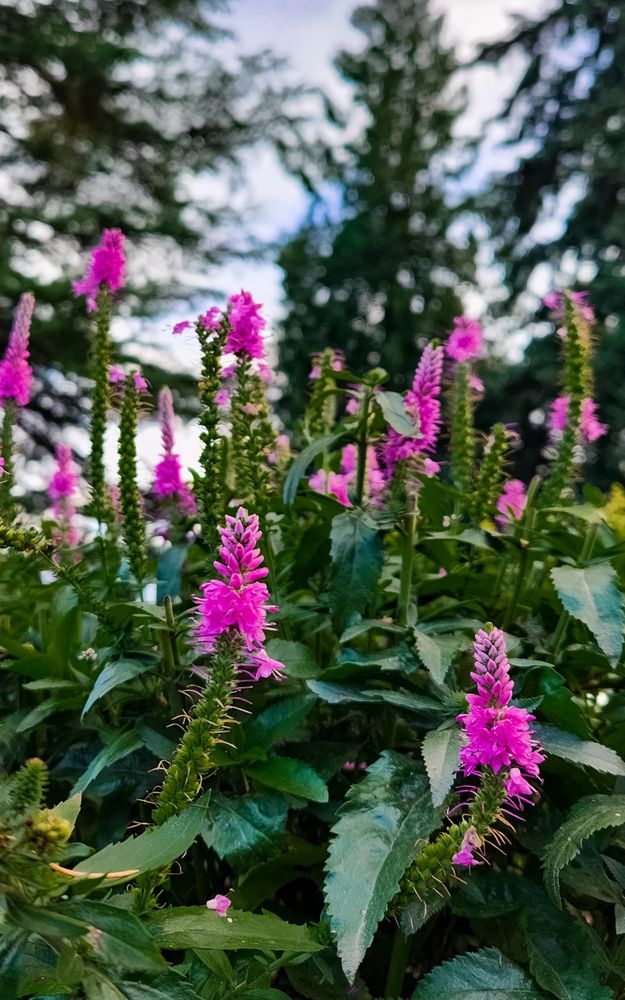 Spent some time snapping photos of the last of the summer blooms!