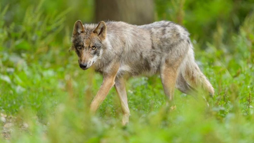 Concerns in the Veluwe about growing number of wolves: 'Lost sense of freedom'