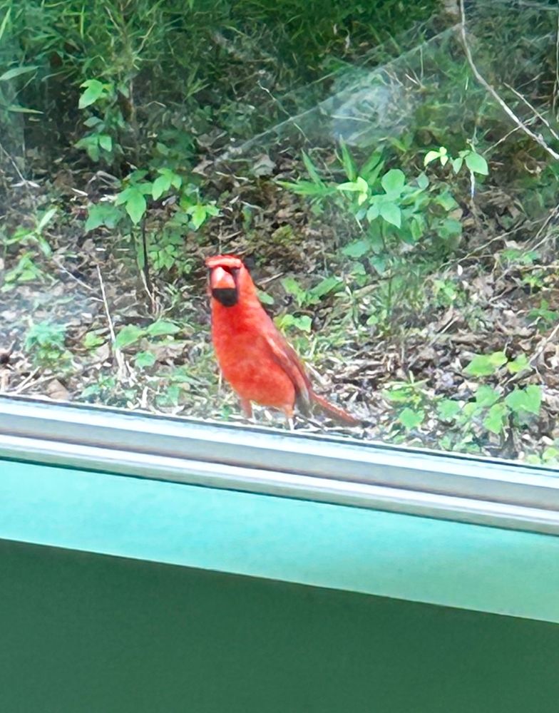 Photo taken from inside a room. A bright red cardinal perches on the windowsill and looks in.