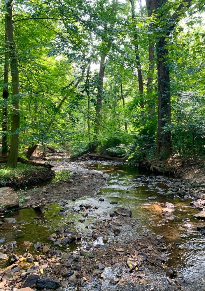 A photo of a rocky stream in the woods. 