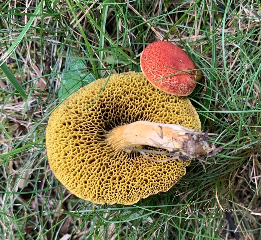 A photo of red cracking bolete mushrooms-one upended, and the other likely still connected to the earth. 