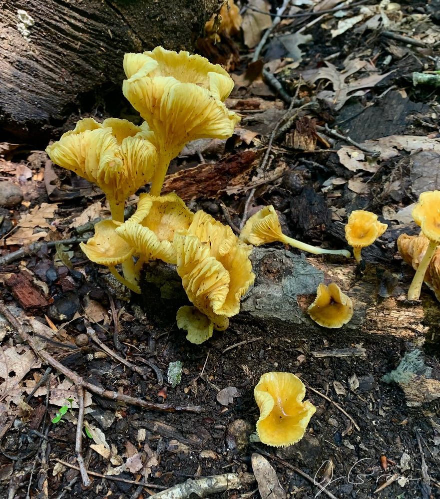 A photo of yellow chanterelle mushrooms growing on the ground and on a stump. 