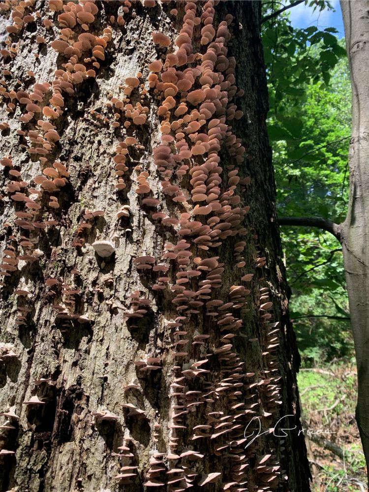 A photo of a tree trunk with what I believe to be violet-toothed polypore growing on it in columns.