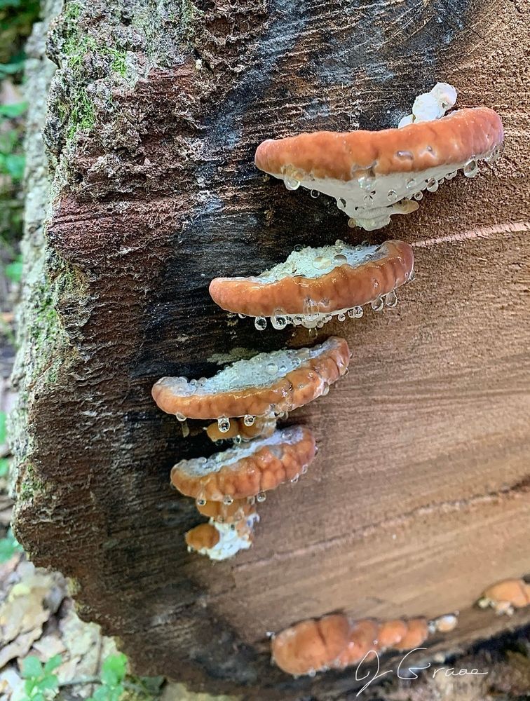 A photo of some orange and white mushrooms growing on the end of a felled tree. They are dripping in a gooey, clear liquid.  