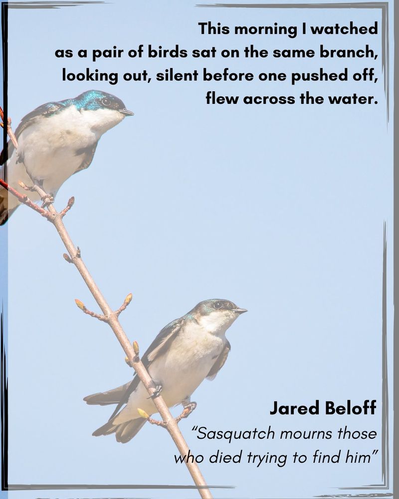 This morning I watched as a pair of birds sat on the same branch, looking out, silent before one pushed off, flew across the water.

Jared Beloff

"Sasquatch mourns those who died trying to find him"