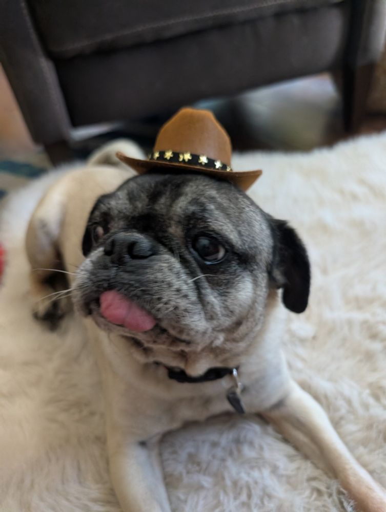 Nacho the fawn pug wearing a tiny brown cowboy hat while his tongue is out 