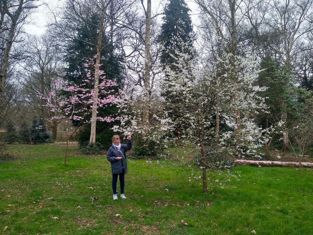 Woman looking up at flowering cherry trees at Isabella Plantation in Richmond Park.