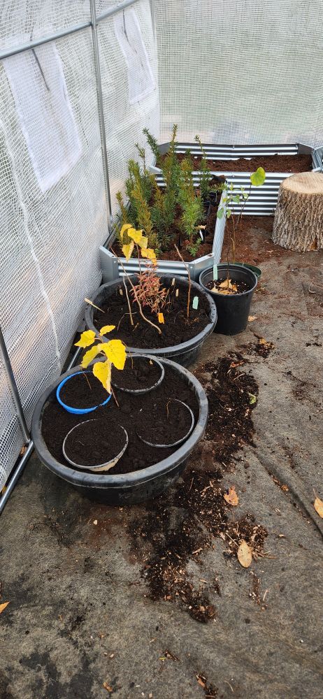 Mineral tubs with native trees & shrubs and the small metal bed has my yews for the front hedge 