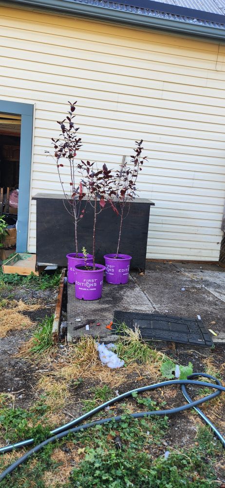 3 crab apple trees in their pots, freshly watered 

Malus x adstringens 'Durleo' 