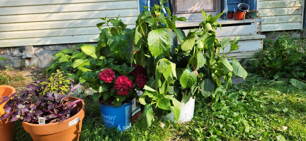 Left to right 

A pot of "shade loving" annuals I've had trouble with

A cherry belly hydrangea loving it's life in its pot and not having huge water demands 

The galaxy white hydrangea I moved to the garage that was both expensive and is miserable 