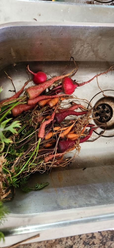 These carrots got pulled to early 

The red cored danvers are the smallest and the nantes are almost a reasonable size for salad, but the Atomic Red are at a reasonable eating size! 

2 beets for good messure (don't remember variety) 