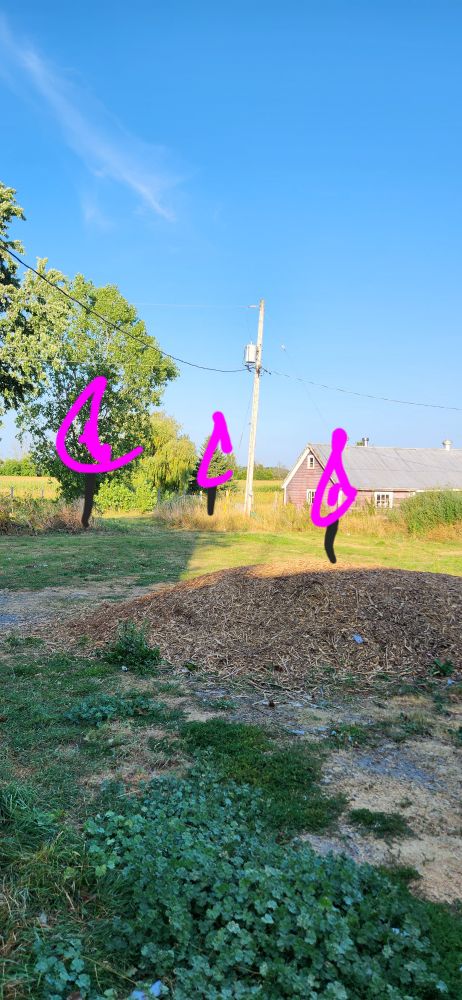 3 poorly drawn trees super imposed over my yard 