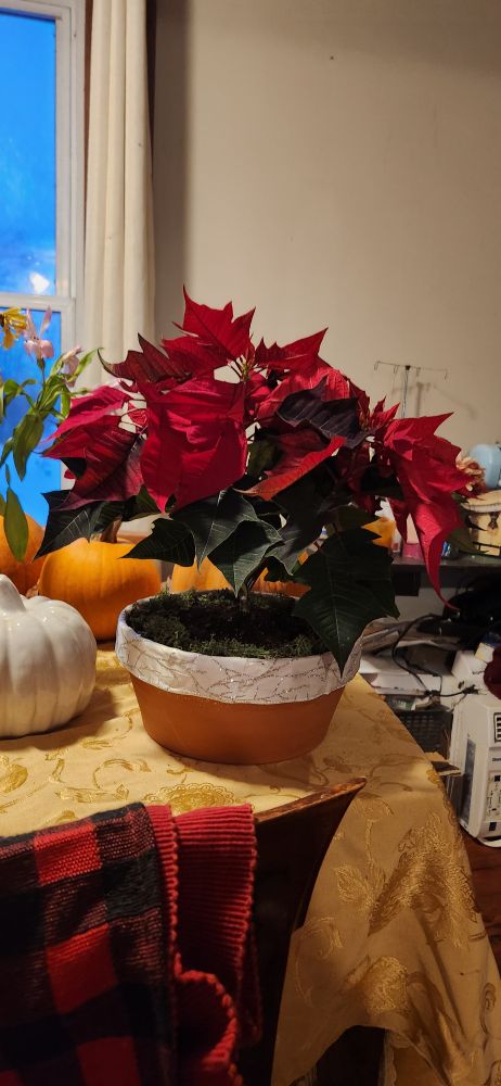 Pointsetta in a low terra cotta pot with some decorative ribbon attached to it, in front of several pumpkins... im waiting for my kid to have some time to give me a hand getting them stored 