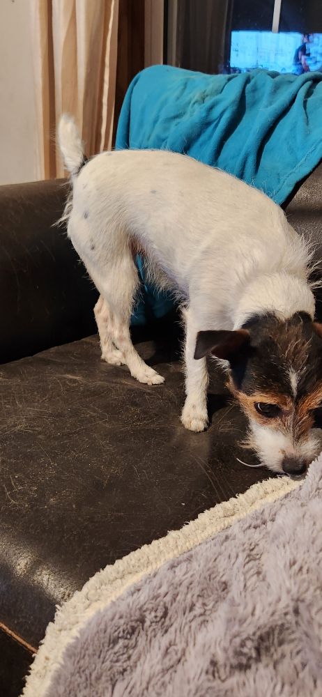 Poppy the Jack Russell Terrier with a now dead mouse she just caught in the livingroom 

Jacks kill their prey very quickly and humanely and are a great alternative to snap traps or poison 