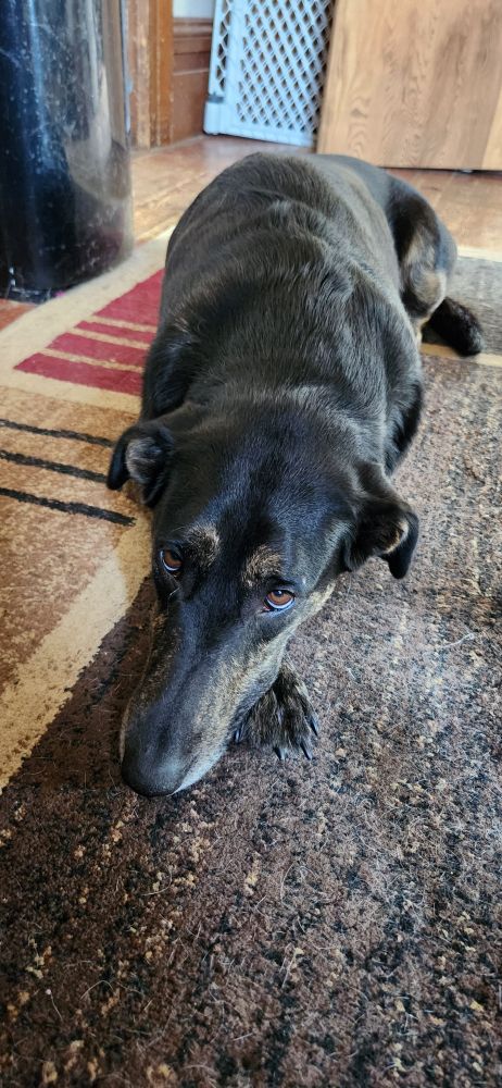 Ruby the 2 year old sportsmix who id my eldest son's dog 

She's very curious and likes to play with things that aren't dog toys, even though she has a HUGE collection of dog toys she's also loves 🙄

She is a harmless pain in my ass 