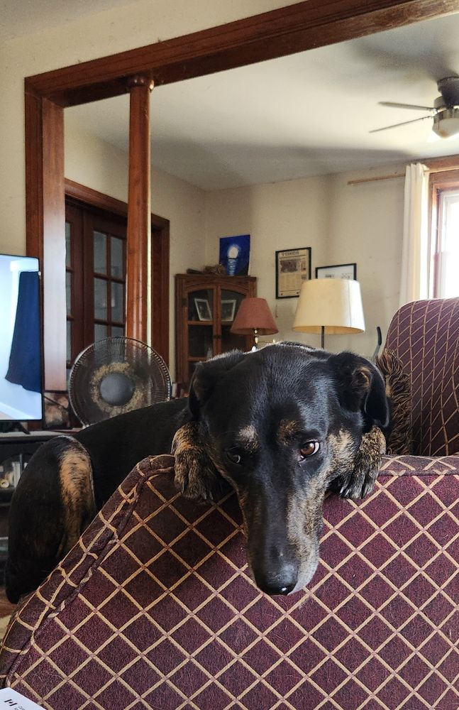 Ruby the sports mix curled up in her favoruite chair with her feet over the arm and her head rested between them (Yes it am aware of how full of dog hair the fan behind her is)