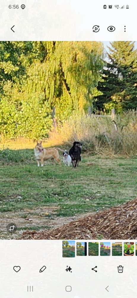 The same photo zoomed in of 3 or my beloved idiots 

Sasha, Cherry, Ruby 