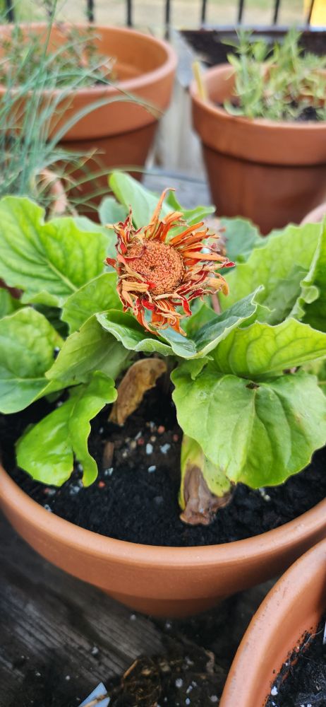 Wilted vibrant orange Gerber daisy, Gerbera x hybridia? 

Looking very sad and wilted so I cut it off 

I bought this plant months ago at a local owned grocery store because I loved the vibrant colour so much

But it's been very unhappy all simmer and either the current heatwave even more so 

Hoping it survives the winter and we have a better year in 2026 